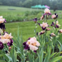 Presby Memorial Iris Gardens
