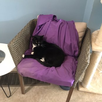 Nine Lives Cat Cafe - A distinguished gentlemen - Coffee & Tea Near Me - Indianapolis, Indiana Nine Lives Cat Cafe - A distinguished gentlemen - Coffee & Tea Near Me - Indianapolis, Indiana