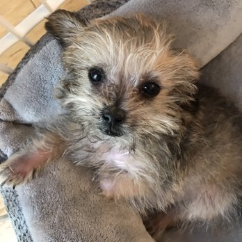 Puppy Town - 5 days later - Pet Breeders Near Me Puppy Town - 5 days later - Pet Breeders Near Me