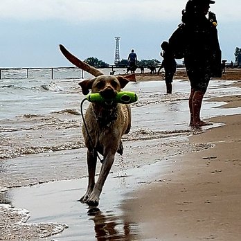 Montrose Dog Beach - Dog Parks Near Me - Chicago, Illinois