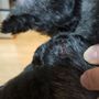 Photo of Shear Magic Pet Grooming