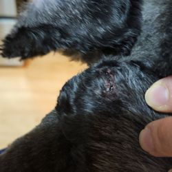 Shear Magic Pet Grooming - His neck cut.