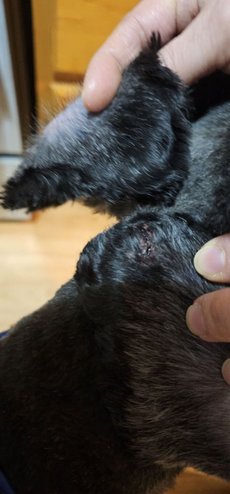 Shear Magic Pet Grooming Image
