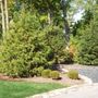 Photo of Green Grass
