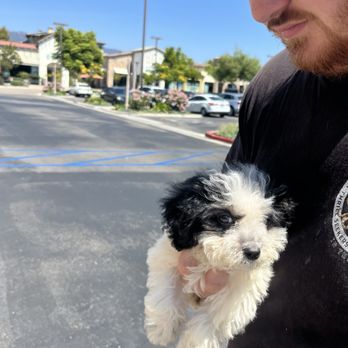 My Doodle Crush - Pet Breeders Near Me My Doodle Crush - Pet Breeders Near Me