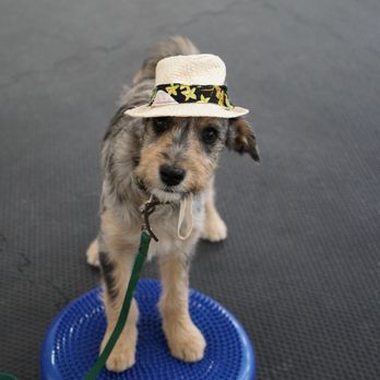 MedVet Akron - Trudy Otter on a balance disc she was a few months old - Veterinarians Near Me - Akron, Ohio