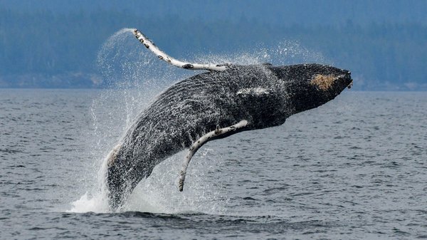 Maple Leaf Adventures by null