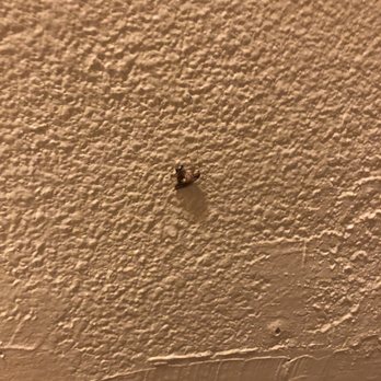 American Inn - Roaches in rooms--this was one of three after we killed it - Hotels Near Me - Grover Beach, California