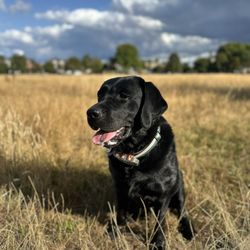 Wandsworth Park - @kayo_thedoggo