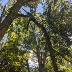 Cail Tree Service