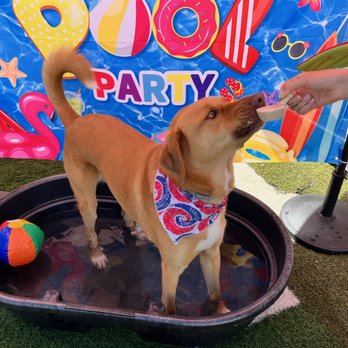 Puppy Paradis - Pet Boarding Near Me - Salem, New Hampshire Puppy Paradis - Pet Boarding Near Me - Salem, New Hampshire