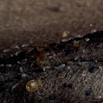 Terminix - LIVE BUGS and EGGS! - Pest Control Near Me - Newark, Delaware Terminix - LIVE BUGS and EGGS! - Pest Control Near Me - Newark, Delaware