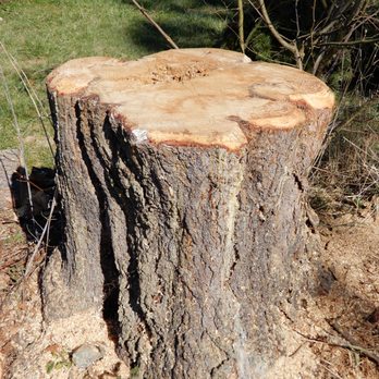 Western Star Tree Service - Now that's how a stump should be finished off! A fine tribute to the many years this magnificent tree gave us shade and beauty. - Tree Services Near Me - Bellingham, Washington Western Star Tree Service - Now that's how a stump should be finished off! A fine tribute to the many years this magnificent tree gave us shade and beauty. - Tree Services Near Me - Bellingham, Washington