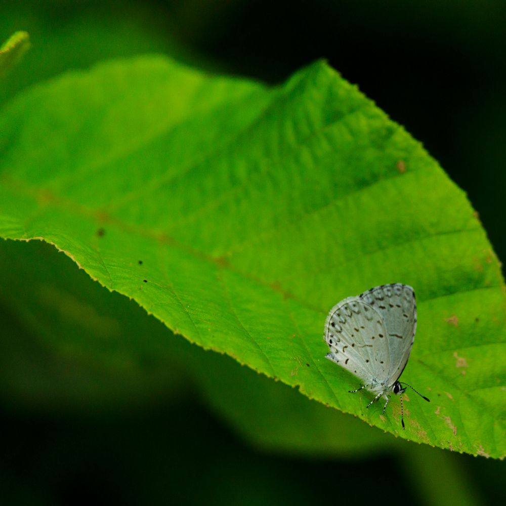 Keystone State Park - tiny butterfly on the trail. - Parks Near Me - Derry, Pennsylvania Keystone State Park - tiny butterfly on the trail. - Parks Near Me - Derry, Pennsylvania