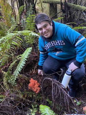 Redwood Adventures by null