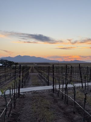 Los Milics Vineyards by null