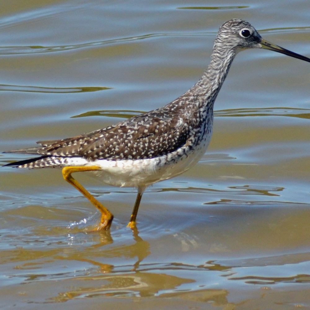 Huntley Meadows Park - Great Yellowlegs - Parks Near Me - Alexandria, Virginia Huntley Meadows Park - Great Yellowlegs - Parks Near Me - Alexandria, Virginia