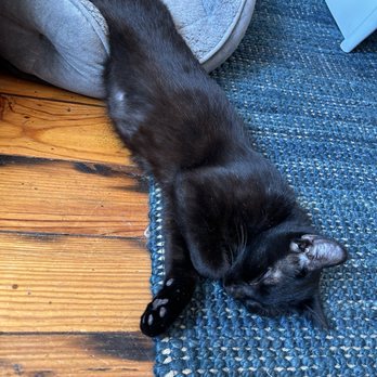 Mac Tabby Cat Cafe - Name: Hanako - Themed Cafes Near Me - Charlotte, North Carolina