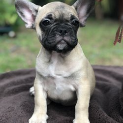 A Frenchie Farm - Male- AVAILABLE