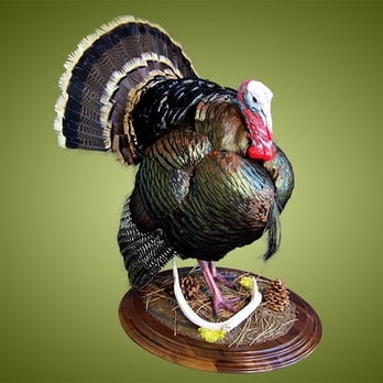 Wilderness Taxidermy - THIS is what a $950 taxidermy job on a valued trophy is supposed to look like - Taxidermy Near Me - Fremont, California Wilderness Taxidermy - THIS is what a $950 taxidermy job on a valued trophy is supposed to look like - Taxidermy Near Me - Fremont, California