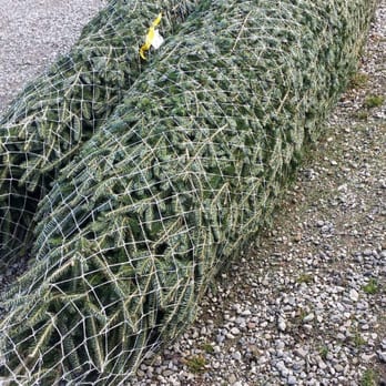 Kennedy Garden Center - christmas trees wrapped in netting - Landscaping Near Me - Caledon, Ontario Kennedy Garden Center - christmas trees wrapped in netting - Landscaping Near Me - Caledon, Ontario