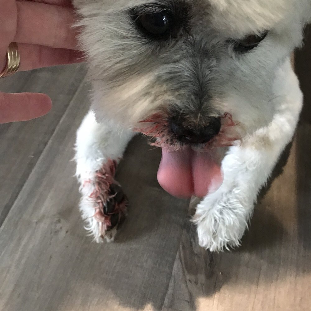 Heavenly Paws - Pet Groomers Near Me - Upland, California Heavenly Paws - Pet Groomers Near Me - Upland, California