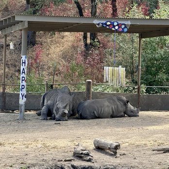 Safari West - Happy 1st Birthday Ozzy (on the right) - Zoos Near Me - Santa Rosa, California