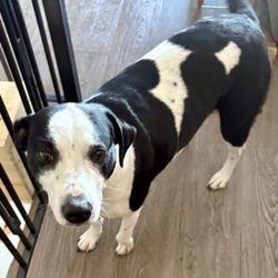 South Paw Pet Grooming - One clean pretty princess with no more tippy taps