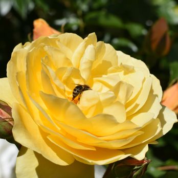 Filoli - Bee butt - Botanical Gardens Near Me - Woodside, California Filoli - Bee butt - Botanical Gardens Near Me - Woodside, California
