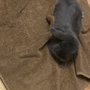 Photo of Michelle's Pet Center