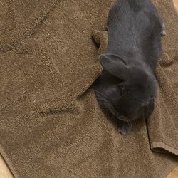 Michelle's Pet Center - Mini Lop Ear.