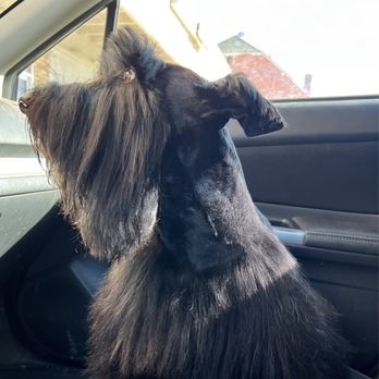 Glamour Pawz - Fresh cut - Pet Groomers Near Me - Murray, Utah