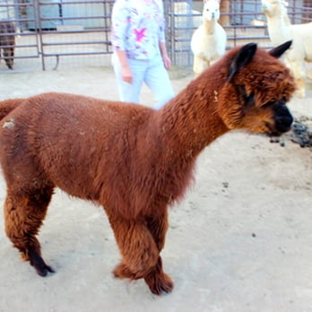 Stargazer Ranch Alpacas - I was fortunate enough to go home with the shearing from this guy. - Knitting Supplies Near Me - Loveland, Colorado Stargazer Ranch Alpacas - I was fortunate enough to go home with the shearing from this guy. - Knitting Supplies Near Me - Loveland, Colorado
