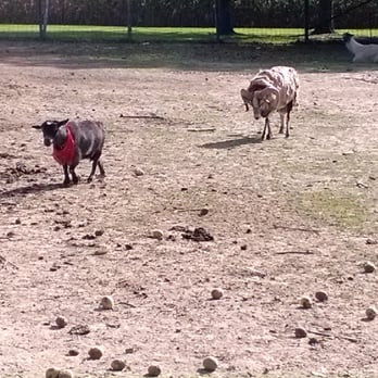 Stone's Apple Barn - two sheep in a field - Fruits & Veggies Near Me - East Moline, Illinois