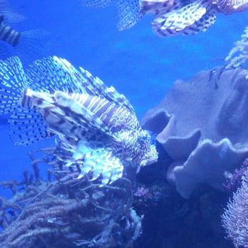Downtown Aquarium - Museums Near Me - Denver, Colorado