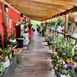 Zensations Garden - The breezeway to our showroom with an assortment of orchids and plants.
