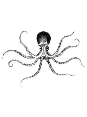 Eight Arms Cellars Logo