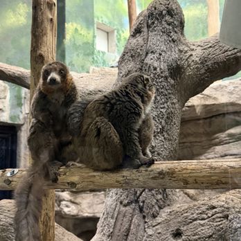 Saint Louis Zoo - Zoos Near Me - St Louis, Missouri
