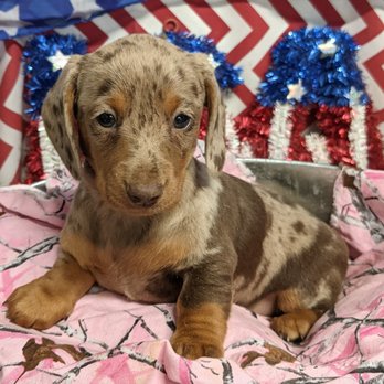 Heather Ridge Kennels - One of our 2022 pups - Pet Breeders Near Me