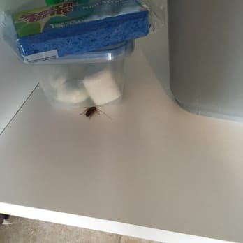 Islander Resort - One of our uninvited guests. - Resorts Near Me - Islamorada, Florida