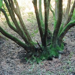 Maple Canyon - Beautiful moss-covered cluster of trees on northern slope, several feet above the creek. - -Tom Brody