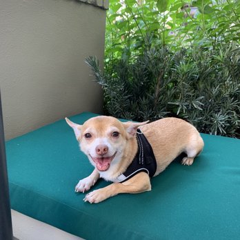 Java & Jam - Dog friendly! - Breakfast & Brunch Near Me - Fort Lauderdale, Florida Java & Jam - Dog friendly! - Breakfast & Brunch Near Me - Fort Lauderdale, Florida