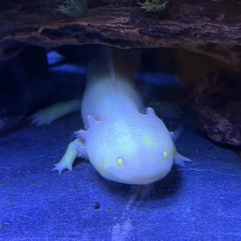 Aqua Zoo - Aquariums Near Me - Lynchburg, Virginia Aqua Zoo - Aquariums Near Me - Lynchburg, Virginia
