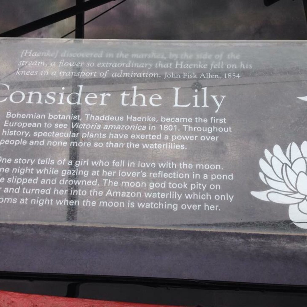 Adelaide Botanic Garden - A wonderful story about the Lily take time to read - Botanical Gardens Near Me - Adelaide, SA