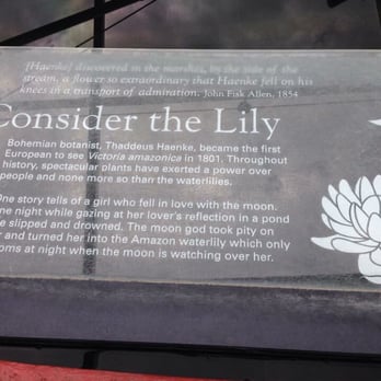 Adelaide Botanic Garden - A wonderful story about the Lily take time to read - Botanical Gardens Near Me - Adelaide, SA Adelaide Botanic Garden - A wonderful story about the Lily take time to read - Botanical Gardens Near Me - Adelaide, SA