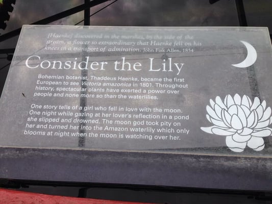 Adelaide Botanic Garden by null