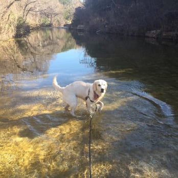 Bull Creek Greenbelt - Still haven't quite learned how to swim but getting there - Parks Near Me - Austin, Texas