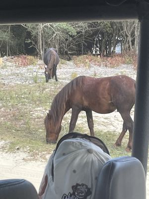 Corolla Wild Horse Tours by null
