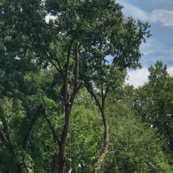 Mabe's Tree Service - Tree Services Near Me - Thomasville, North Carolina