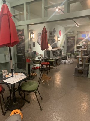 LE CAT CAFE - 129 Photos & 43 Reviews - 2713 W Girard Ave, Philadelphia